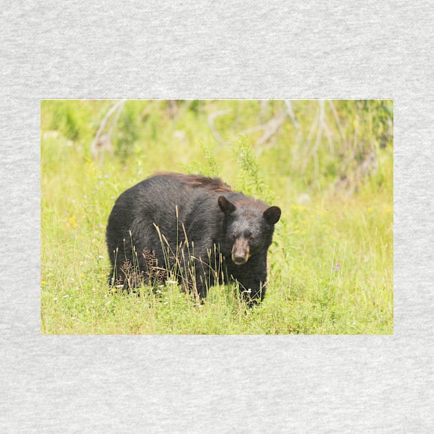 Black Bear in a pasture by josefpittner